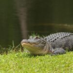 Gator Motorsports captain races against the clock in his last year on the team – The Independent Florida Alligator