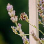 Collet Leverages Experience for a Breakthrough Season in INDYCAR