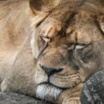 Get Ready for Mandatory Rest Periods in the 2026 WRC Season!