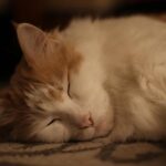 Jonathan Woolridge Joins MLT Motorsports for 2025 VP Racing SportsCar Challenge – IMSA