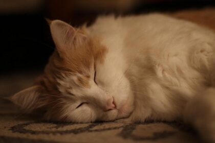 Jonathan Woolridge Joins MLT Motorsports for 2025 VP Racing SportsCar Challenge – IMSA