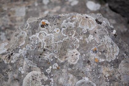 Parella Motorsports Joins Forces with Racing America: A New Era for North American Racing!