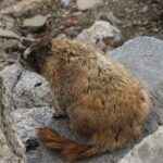 Uncovering the Key Element Elfyn Evans Needed for 2025 WRC Glory