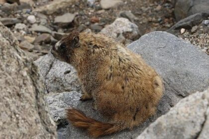 Uncovering the Key Element Elfyn Evans Needed for 2025 WRC Glory