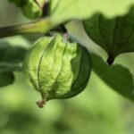 Helmut Marko Claims Max Verstappen Could Have Claimed F1 Title Sooner with Different Leadership