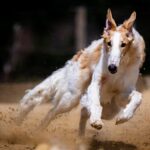 First look: Chase Elliott’s No. 9 Prime Video Chevrolet for 2026 – NASCAR.com