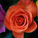 Exciting New Duo: Jon Armstrong Teams Up with Josh McErlean for M-Sport Ford WRC 2026!