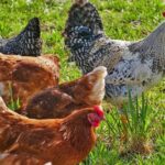 Sunoco Revives Full-Season IndyCar Sponsorship with Chip Ganassi Racing!