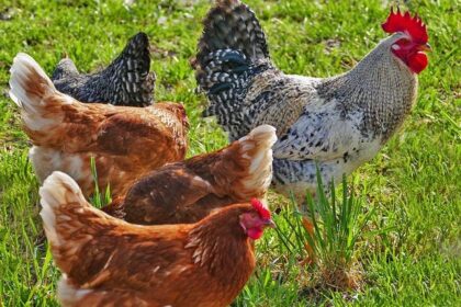 Sunoco Revives Full-Season IndyCar Sponsorship with Chip Ganassi Racing!