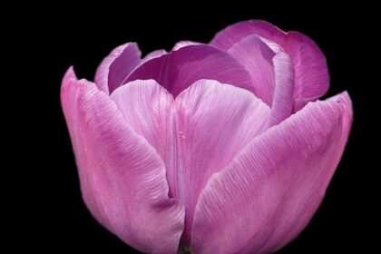 Charles Leclerc’s Surprising Take: Why He Has No Advice for Lewis Hamilton After His First Season with Ferrari