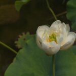 Lin Jarvis Bids Farewell to Yamaha: A New Chapter Begins