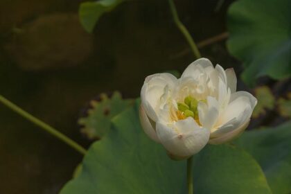 Lin Jarvis Bids Farewell to Yamaha: A New Chapter Begins