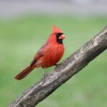 Revving Up the Memories: A Glimpse into the 2025 Indianapolis 500