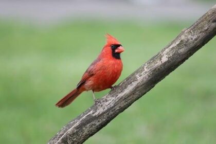 Revving Up the Memories: A Glimpse into the 2025 Indianapolis 500