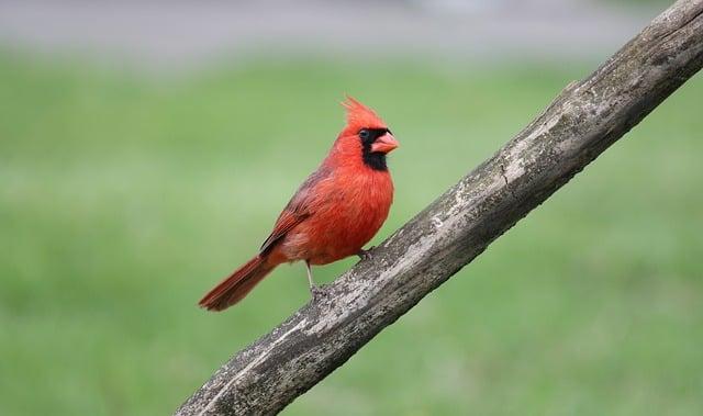 Revving Up the Memories: A Glimpse into the 2025 Indianapolis 500