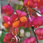 Exciting New Faces: Pfaff Motorsports Unveils Its 2026 IMSA Team!