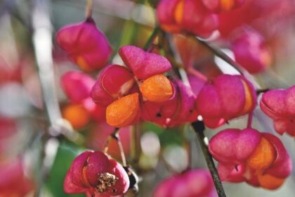 Exciting New Faces: Pfaff Motorsports Unveils Its 2026 IMSA Team!