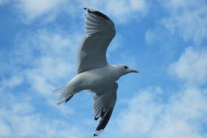 Pressure’s On: Nolan Siegel Faces Crucial Contract Year in 2026