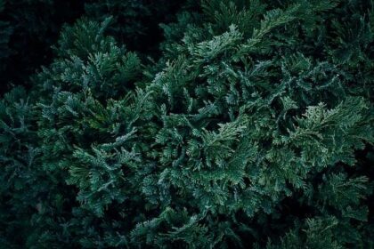 Liam Lawson raises over ,000 for breast cancer research with supercar hot laps