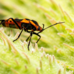 Marco Andretti announces retirement from racing, won’t attempt Indy 500