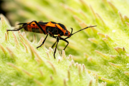 Marco Andretti announces retirement from racing, won’t attempt Indy 500
