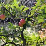 Exciting Partnership: Champion Irrigation Products Teams Up with JR Motorsports for 2026!