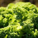 Kalle Rovanpera’s WRC Title Chase Unfazed by Puncture Setback