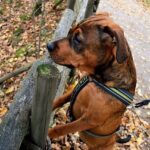 From Gravel to Tarmac: How the FIA is Revolutionizing Accessible Racing!