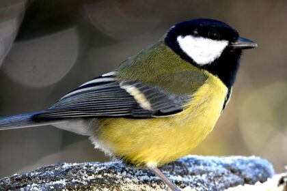 Get Ready: Williams Unveils Exciting FW48 Livery Reveal Date for the 2026 F1 Season!