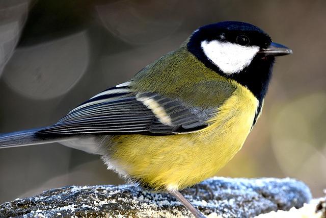 Get Ready: Williams Unveils Exciting FW48 Livery Reveal Date for the 2026 F1 Season!