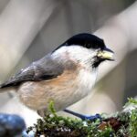 Unveiling the Mystery: The Purpose Behind Formula 1 Teams’ Camo Liveries in Testing