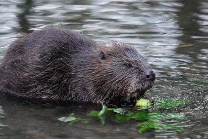 Castore Joins Forces with Haas F1 Team as Official Kit Partner for Exciting 2026 Rebrand!
