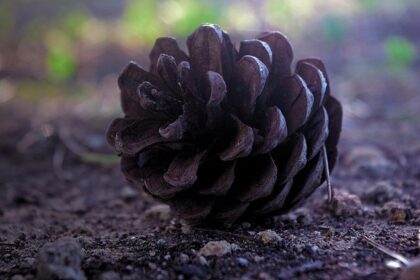 Pino Joins JDC-Miller for Full Season; Frederick for Enduros – Sportscar365