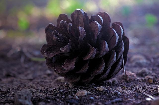 Pino Joins JDC-Miller for Full Season; Frederick for Enduros – Sportscar365