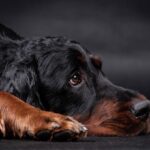 Jeff Gordon Stands Up for Steve Phelps: A Bold Move!