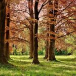 Holly Springs Motorsports Park Accelerates into the NHRA Member Track Network!