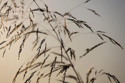 Jimmie Johnson Puts Family First: The Heartfelt Decision to Step Back from Indy Racing