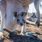 Motorsport Legend Remembered: Tributes Pour In for a True Giant of Australian Racing
