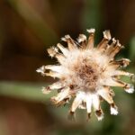 Imola Unveils Ambitious Transformation to Keep F1 Dreams Thriving!