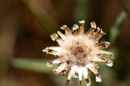 Imola Unveils Ambitious Transformation to Keep F1 Dreams Thriving!