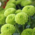 Santino Ferrucci Shines in His Debut at the Chili Bowl!