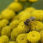 Caio Collet Dominates at Laguna Seca While Dennis Hauger Faces Setbacks!