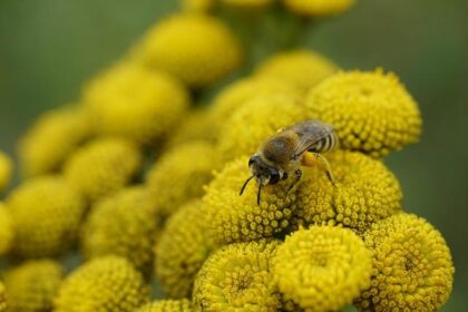 Caio Collet Dominates at Laguna Seca While Dennis Hauger Faces Setbacks!