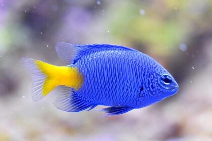 Keanu Reeves Takes the Wheel in Exciting New Cadillac Documentary Series!