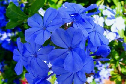 Bowman Gray Legend Burt Myers Set to Make Waves at NASCAR Cup Clash!