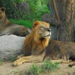 Ryan Newman Set to Make Exciting CARS Tour Debut at Orange County Speedway!