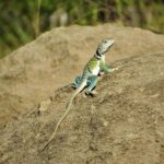 Palou Faces  Million Penalty in High-Stakes Contract Dispute with McLaren