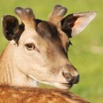 Daniel Suarez to Steer Spire Motorsports No. 7 Chevrolet ZL1 in 2026 – Spire Motorsports