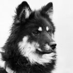 John Hunter Nemechek Makes Exciting Comeback to NASCAR CRAFTSMAN Truck Series with Halmar Friesen Racing at Daytona!