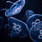 Medusa Motorsports Reveals Exciting Lineup for Daytona Debut in IMSA Michelin Pilot Challenge!